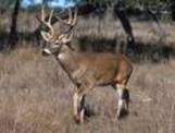 Deer image